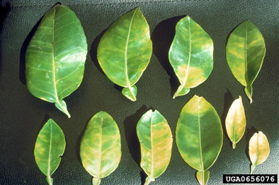 HLB-affected grapefruit leaves showing asymmetric, blotchy, mottled leaves.