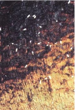 Figure 2: Burnt pine longhorn beetle eggs laid on fire-damaged pine. Small white eggs on a darkened tree trunki.