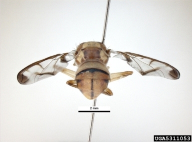 Melon fly showing T-shape on abdomen and smoky-brown patches on tips of wings