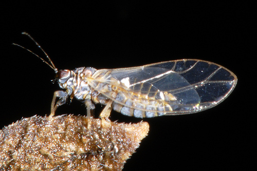 Adult TPP perched on a plant against a black background.