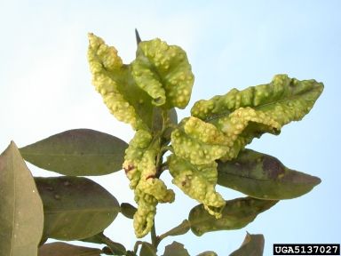 Figure 5: Distorted and galled leaves as a result of African citrus psyllid feeding. Distorted and galled leaves as a result of African citrus psyllid feeding.