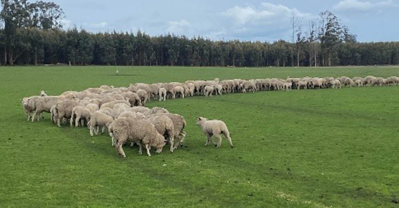 A line of ewes and lambs grazing in a paddock.