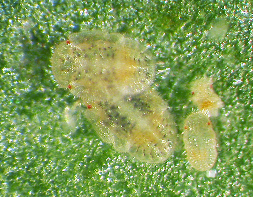 Closeup of TPP nymphs on a green leaf.