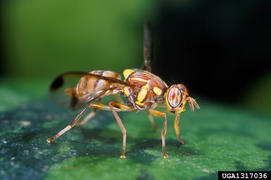 A close up of a Melon fruit fly standing on a watermelon