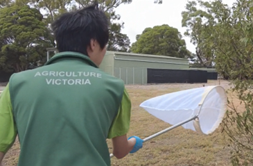 A man sweeps a net near foliage