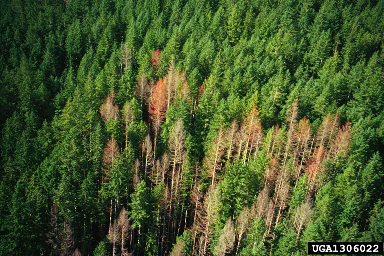 Damage to Douglas-fir plantation caused by the Douglas-fir beetle.