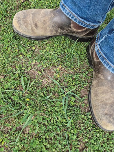 Someone standing in a paddock with boots indicating a sample of pasture &ndash;  grass and clover plants and bare ground.