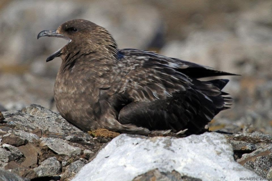 Brown skua resting on a rocky shoreline with its beak open.