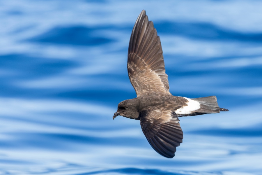 Wilson's storm petrel flying low over the ocean with wings spread wide.