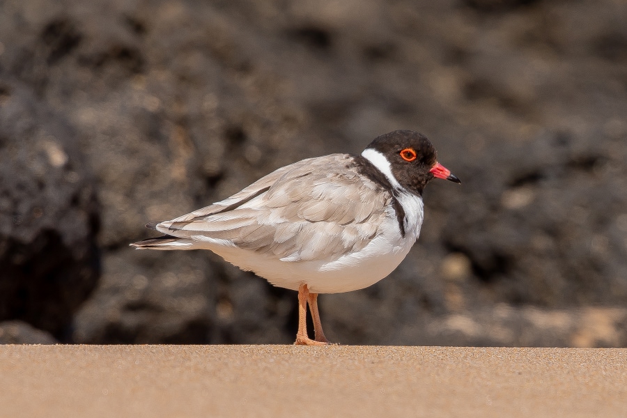 Hooded plover standing on a sandy beach with rocky shoreline in the background.