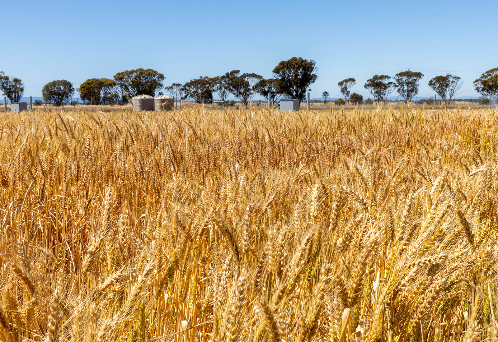 Herbicide tolerant barley field trials at Horsham SmartFarm.