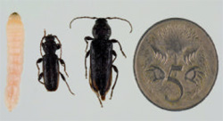 Larvae, young borer and fully grown borer and 5 cents piece  