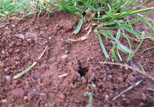 Mounds of soil surrounding cockchafer tunnels