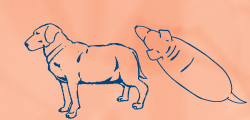Sketch of obese dog with no body definition and rolls at neck and back