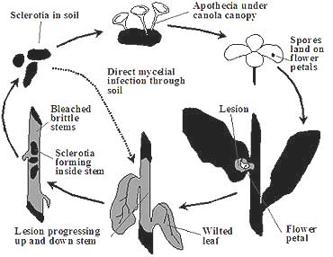 Canola diseases | Grain, pulses and cereal diseases | Plant diseases ...