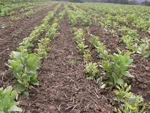 Faba bean crop showing a mixture of healthy plants and stunted infected plants