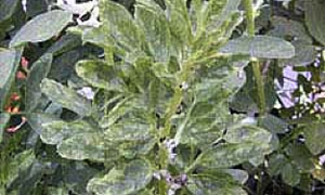 Faba beans infected with PSbMV develop yellow and green mosaic patterns on foliage 