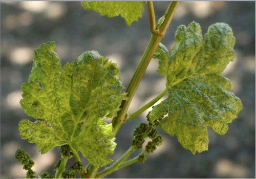 Leaves from a Pinot Grigio grapevine show chlorotic mottling and deformation
