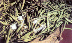 A sack of harvested beans with white mould