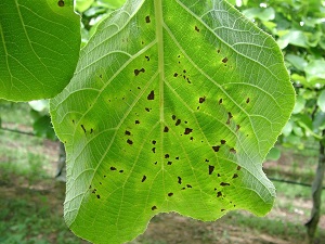 Leaf with brown spotted lesions surrounded by yellow haloes