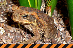 Brown cane toad sitting on ground with green fern behind