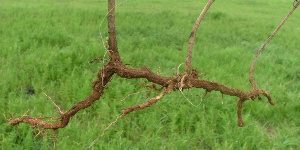 Perennial ragweed root
