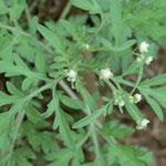 Leaves and flowers of parthenium weed