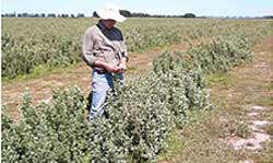 Farmer examining rows of saltbush on farm