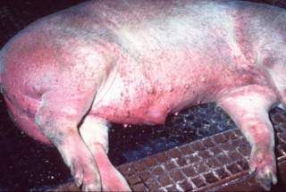 Photo showing redness on the legs and underbelly of a pig with ASF