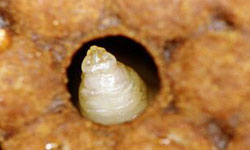 Larva in perforated cap
