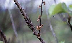 Blossom blight and twig death near an elliptical brown rot canker on an older branch