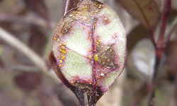 Lophomyrtus leaves with purple-brown bruise-like lesions and yellow