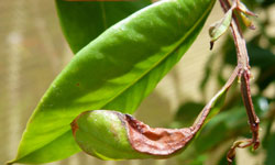 Large lesion causing wilt on a Syzygium lilly pilly leaf