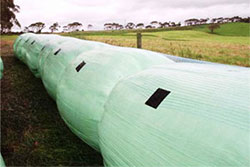 Green paddock with very large sausage shaped bale covered in pale green netwrap