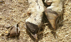 Close-up of a sheep's hooves. The bone has come away from one of the hoofs and is laying separately on the ground