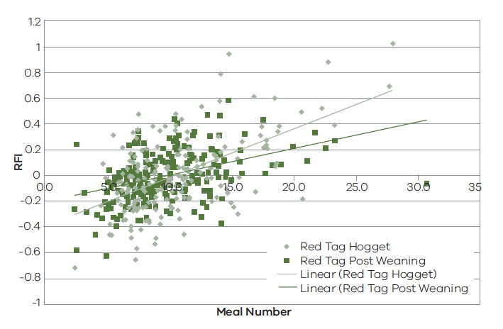 Diagram showing relationship between meal number and Residual Feed Intake (RFI) measured in 2014 born maternal composite ewes at post weaning and hogget ages. As number of meals consumed increases, RFI increases (sheep become less efficient).