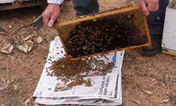Beekeeper shaking bees from comb onto a stack of newspaper