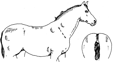 Diagram of horse in very fat condition, described in text to follow