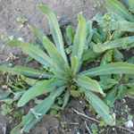 Green spiky Amsinckia leaves