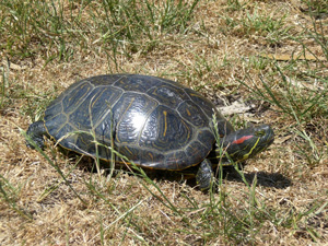 Turtle in grassland with distinctive red stripe across on it's neck