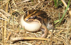 Brown striped frog with large white belly