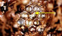 Bee brood cell in hive with adult Varroa and offspring in the cell