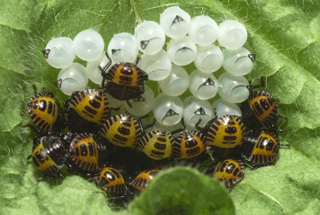 Cluster of BMSB eggs and newly hatched juveniles on the underside of a green leaf