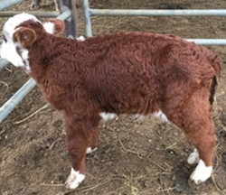 Brown calf with shortened limbs
