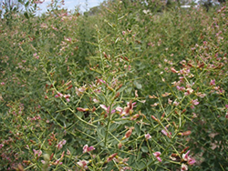  Infestation of camel thorn, spiny weed with small pink flowers 