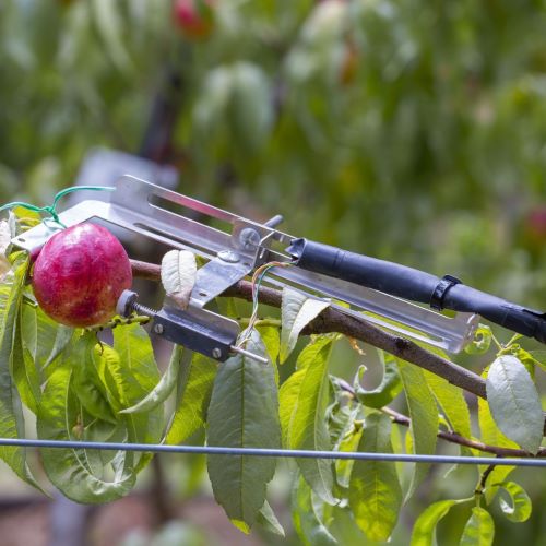  diagnostic tool measuring the fruit of an apple tree