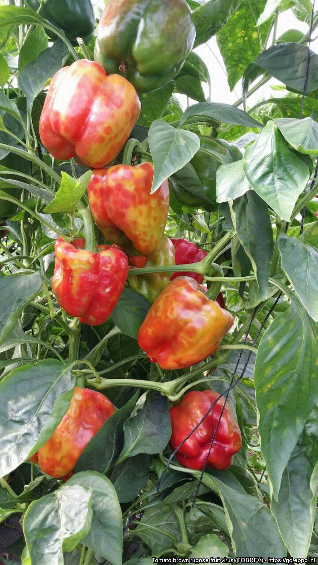 Red capsicum fruits on a plant with red and orange blotched colouring