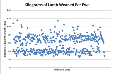 A scatter plot graph that shows the kilograms of lamb weaned per ewe. Most ewes have weaned between 25 and 55 kilograms or between 60 and 80 kilograms, but there is a small proportion of the flock that have weaned between 95 and 120 kilograms