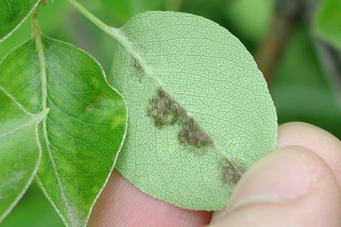 Pear scab lesions on underside of leaf