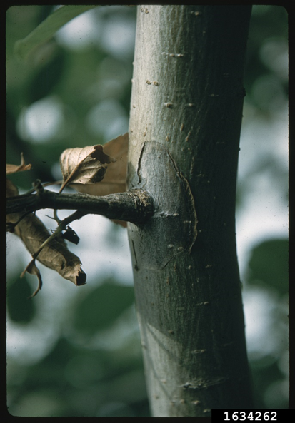 Fire blight has spread down the twig into the main stem, where a canker has begun to form